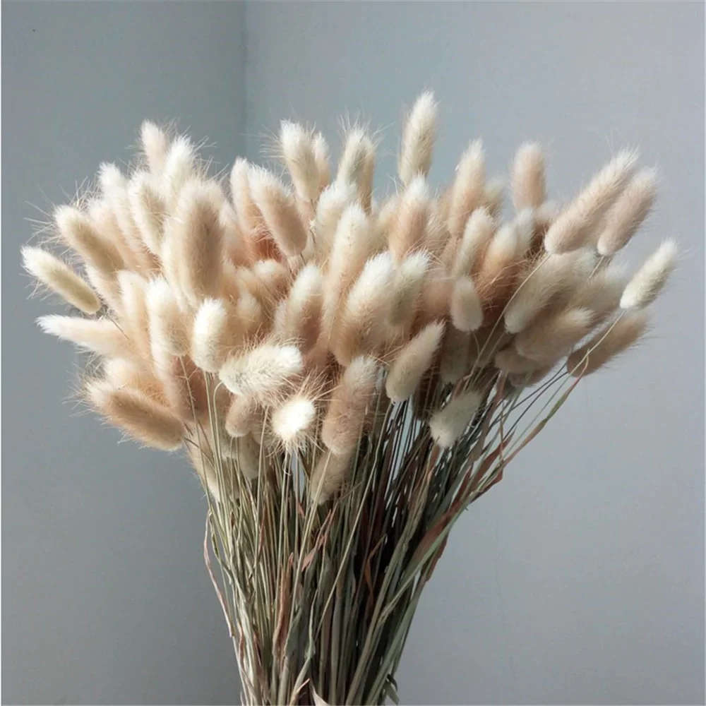 HULIANFU Natural Dried Flowers Lagurus Ovatus Rabbit Bunny Tail Grass Bunch Real Flower Bouquet Pampas Grass for Home Wedding Decoration - Deanwangkt