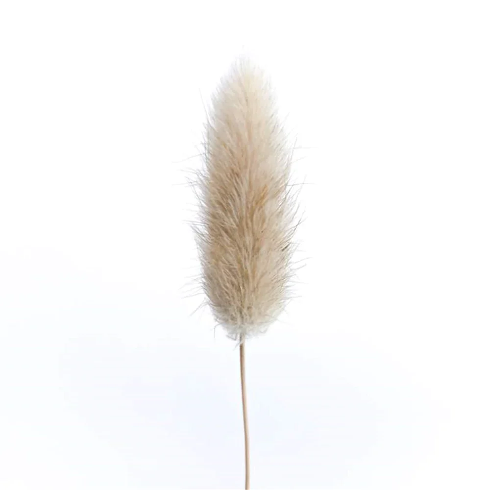 HULIANFU Natural Dried Flowers Lagurus Ovatus Rabbit Bunny Tail Grass Bunch Real Flower Bouquet Pampas Grass for Home Wedding Decoration - Deanwangkt