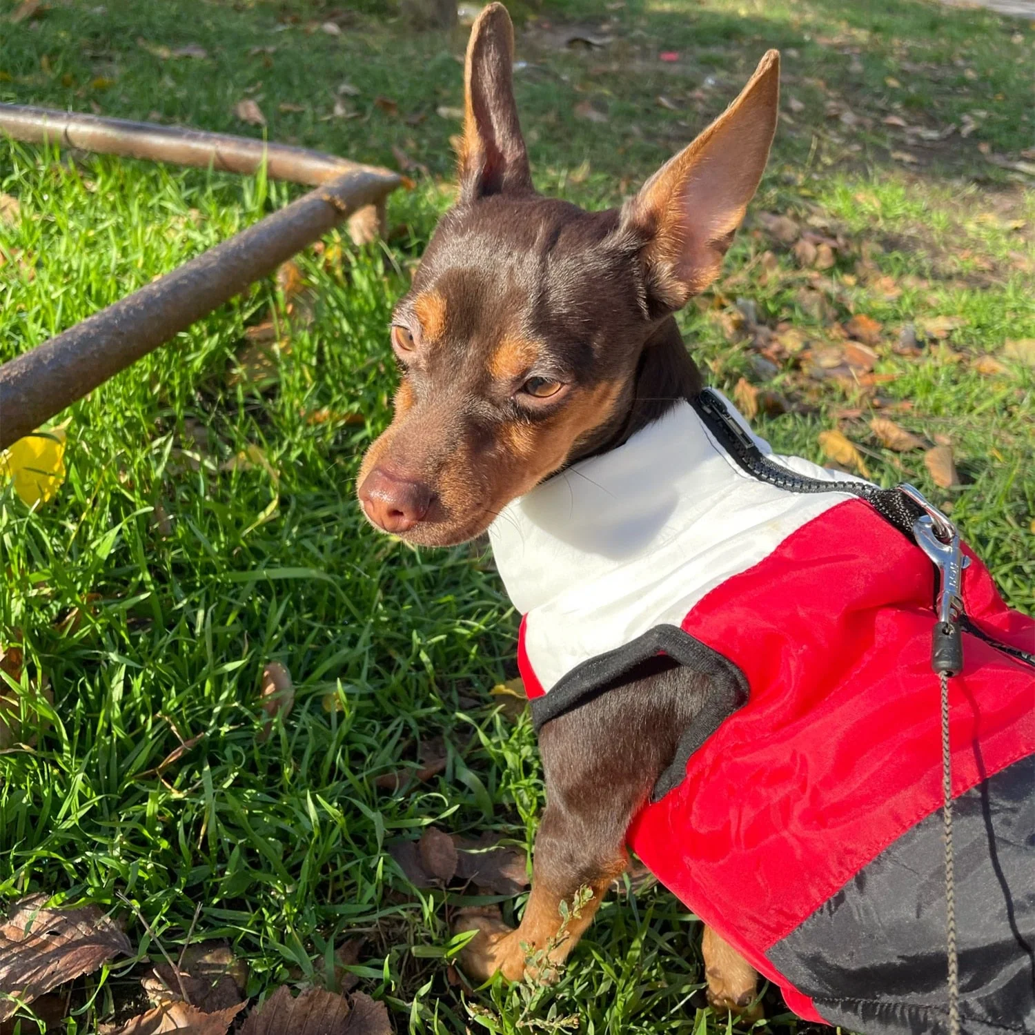HULIANFU Warm Dog Clothes For Small Dog Windproof Winter Pet Dog Coat Jacket Padded Clothes Puppy Outfit Vest Yorkie Chihuahua Clothes - Deanwangkt