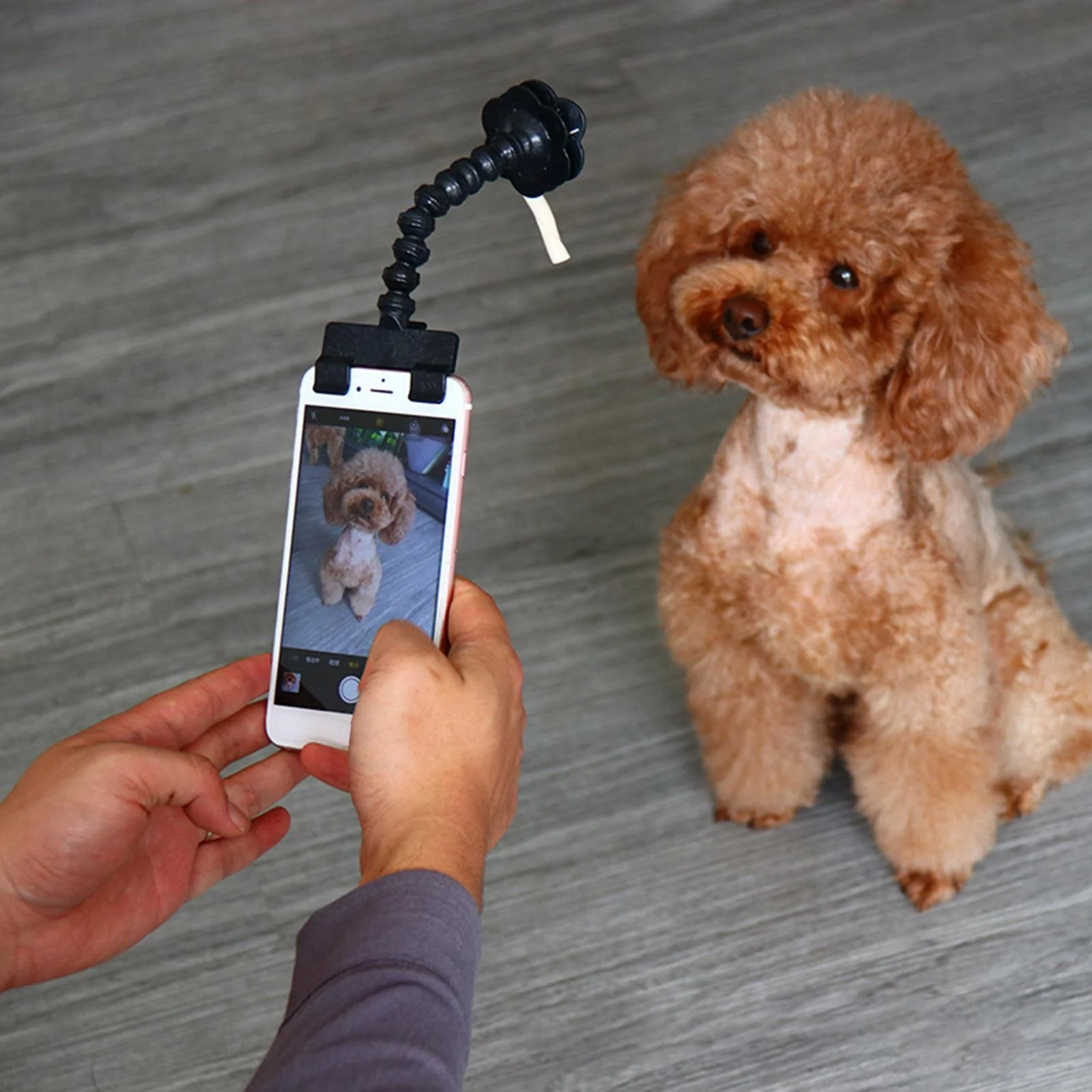 HULIANFU Pet Selfie Stick Dog Cat Smartphone Selfie Stick Puppy Selfie Stick Rod Dog Cat Photo Shooting Toys Mobile Phone Clip Pet Supply - Deanwangkt
