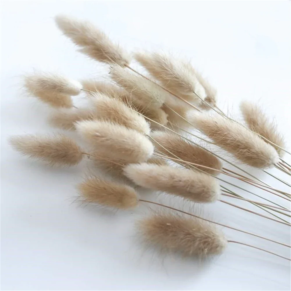 HULIANFU Natural Dried Flowers Lagurus Ovatus Rabbit Bunny Tail Grass Bunch Real Flower Bouquet Pampas Grass for Home Wedding Decoration - Deanwangkt