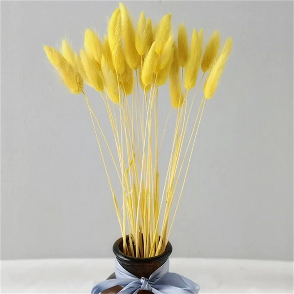 HULIANFU Natural Dried Flowers Lagurus Ovatus Rabbit Bunny Tail Grass Bunch Real Flower Bouquet Pampas Grass for Home Wedding Decoration - Deanwangkt