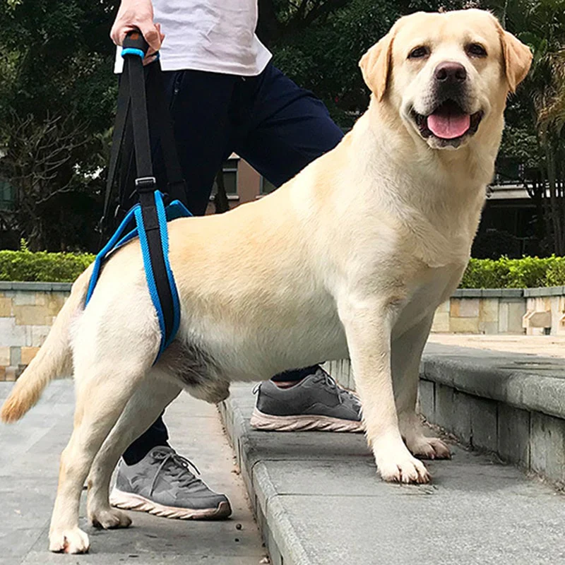 HULIANFU New Pet Leg Straps Walking Bracket Dog Leg Belts Hind Legs Support Harness with Assist Sling for Old Injured Dogs - Deanwangkt