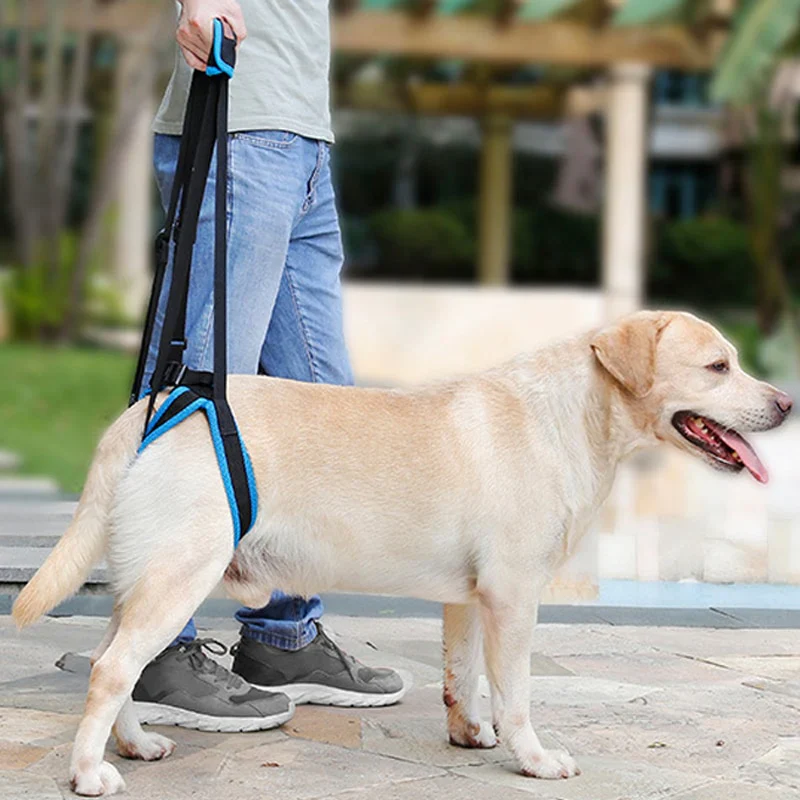 HULIANFU New Pet Leg Straps Walking Bracket Dog Leg Belts Hind Legs Support Harness with Assist Sling for Old Injured Dogs - Deanwangkt