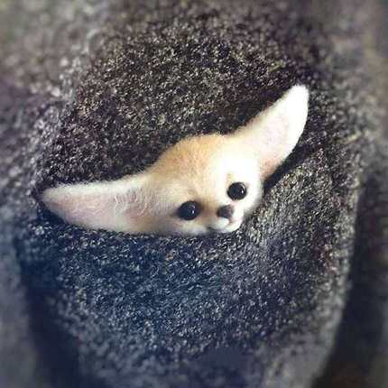 HULIANFU Non finished Handcrafted Pocket Animal Pet Doll Toy Wool Needle Felting Kit Dog Cat Fox Rabbit фетр для рукоделия фетр fieltro - Deanwangkt