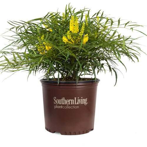 Soft Caress Mahonia Evergreen Shrub – 2 Gallon, Yellow Winter Blooms, Part Sun to Shade