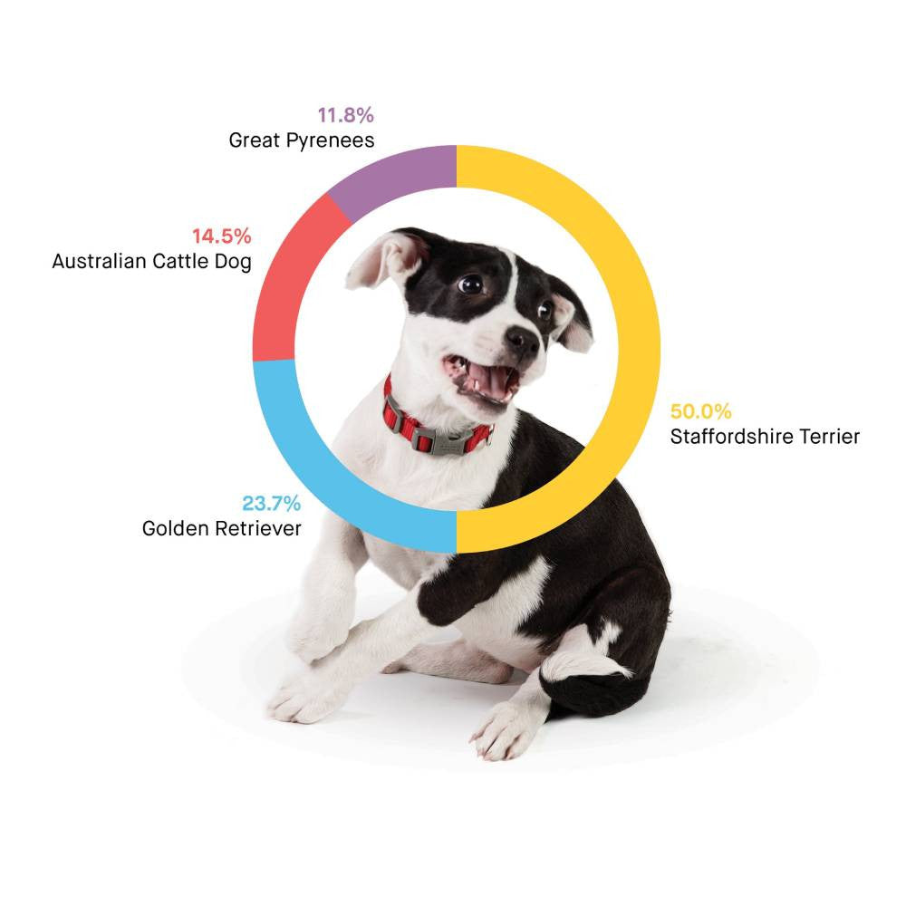 Embark Dog DNA Test Kit – Accurate Breed & Ancestry Identification, Includes Doggy Relative Finder