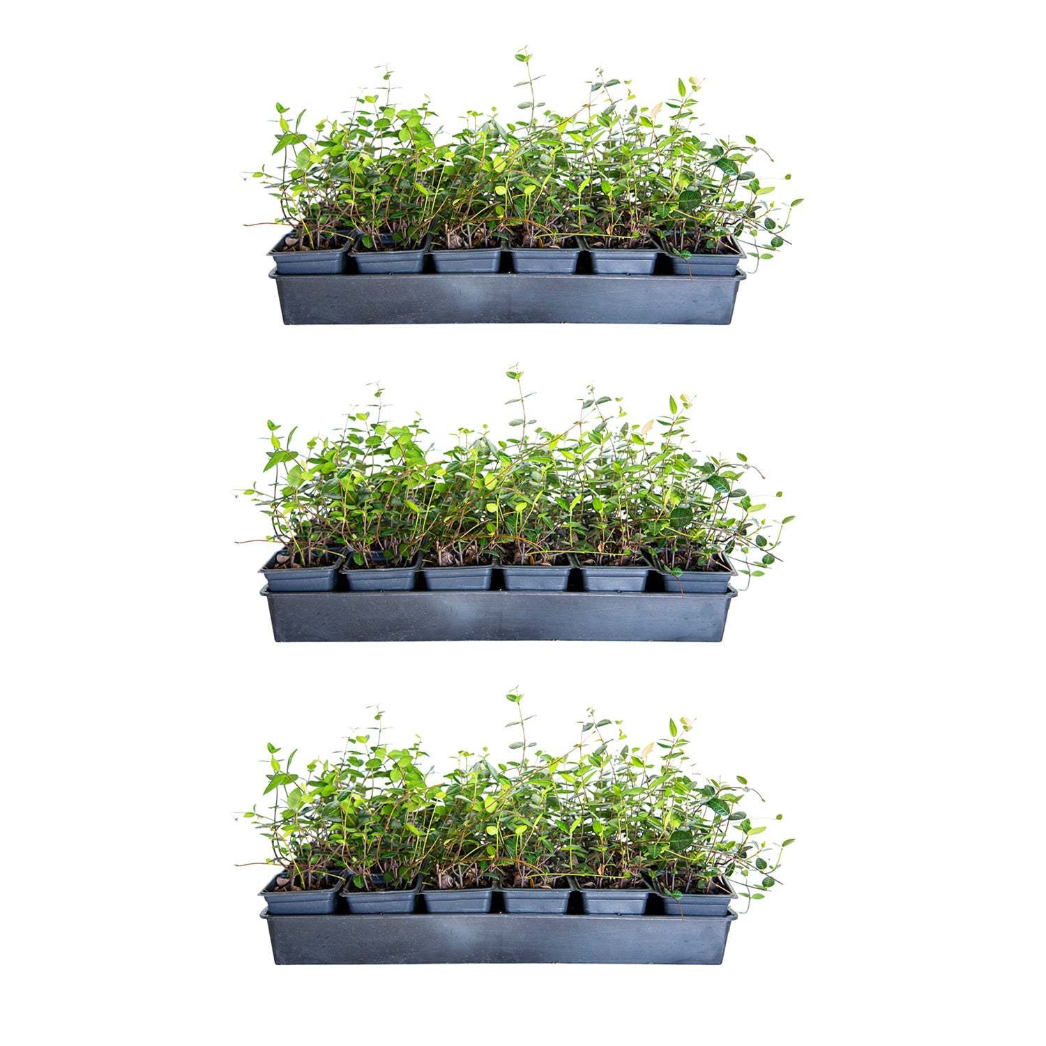 Asiatic Jasmine Evergreen Groundcover Vine, 54-Pack, 3.25-Inch Pots, Full Sun Plant