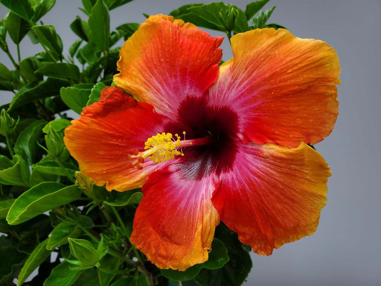 Tropical Plants Fiesta Hibiscus Tree 34′′-38′′ Braided, Full Sun Flowering, 3 Gallon