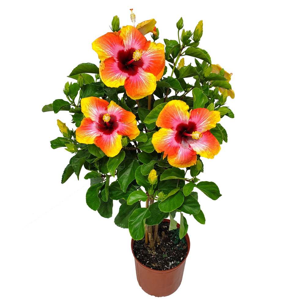 Tropical Plants Fiesta Hibiscus Tree 34′′-38′′ Braided, Full Sun Flowering, 3 Gallon