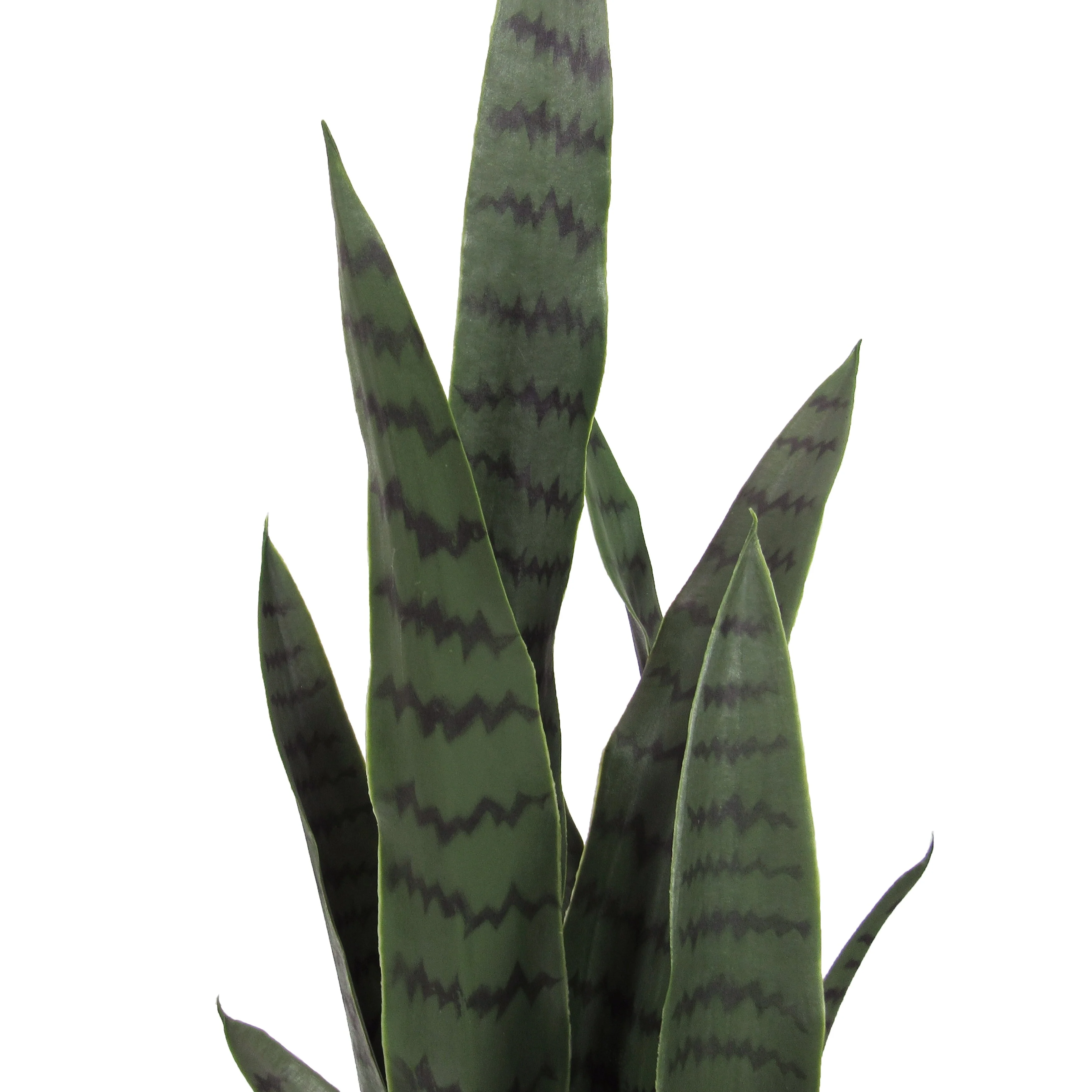 Artificial Sansevieria Snake Plant in Black Pot