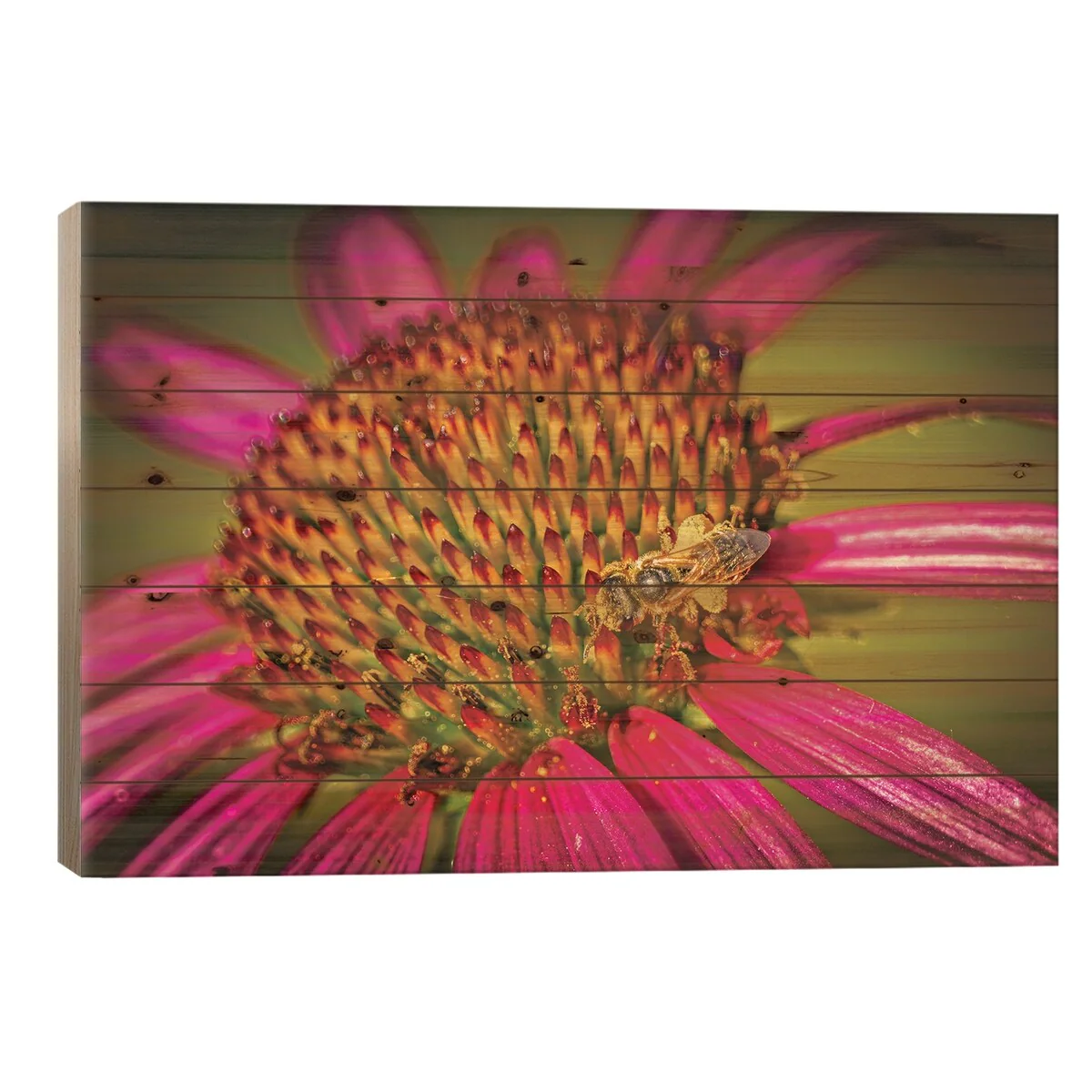 USA, Colorado, Fort Collins. Honey Bee On Echinacea Flower. Print On Wood by Jaynes Gallery - Multi-Color