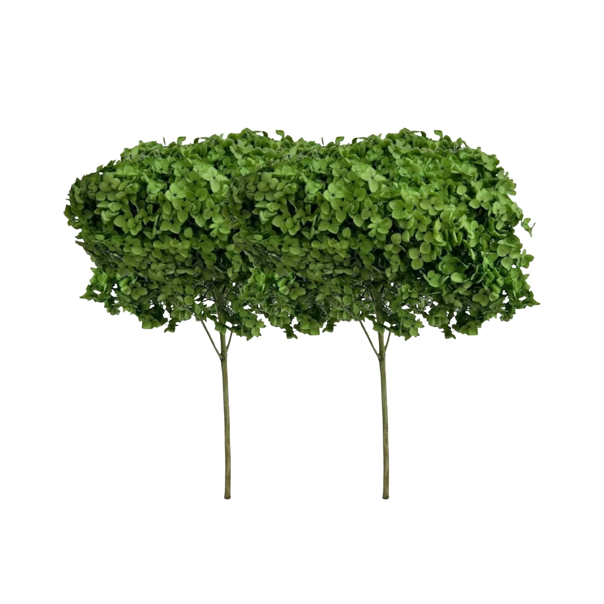 Bundle of 2 Dried Preserved Hydrangea Flower 16