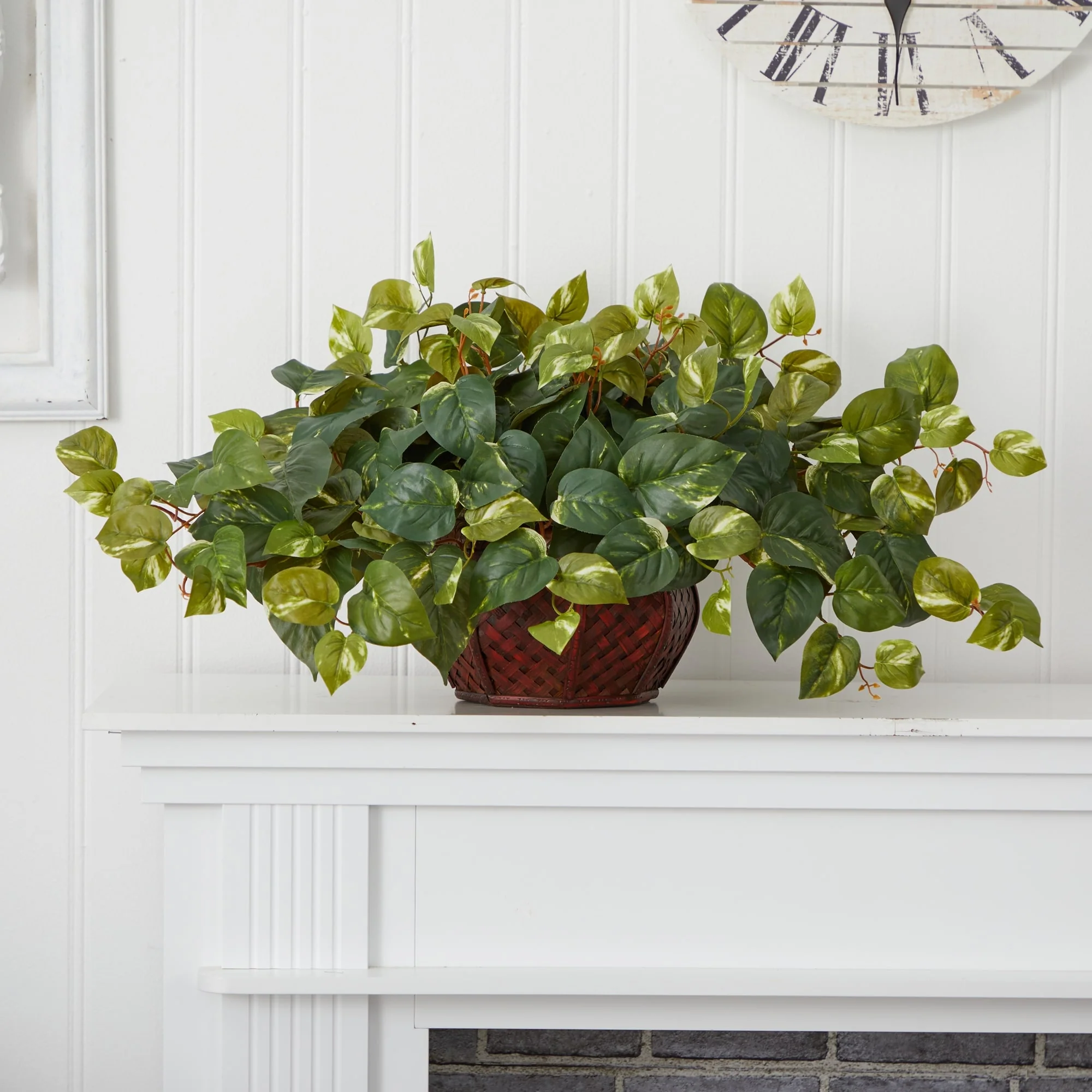 Pothos with Decorative Planter - Green