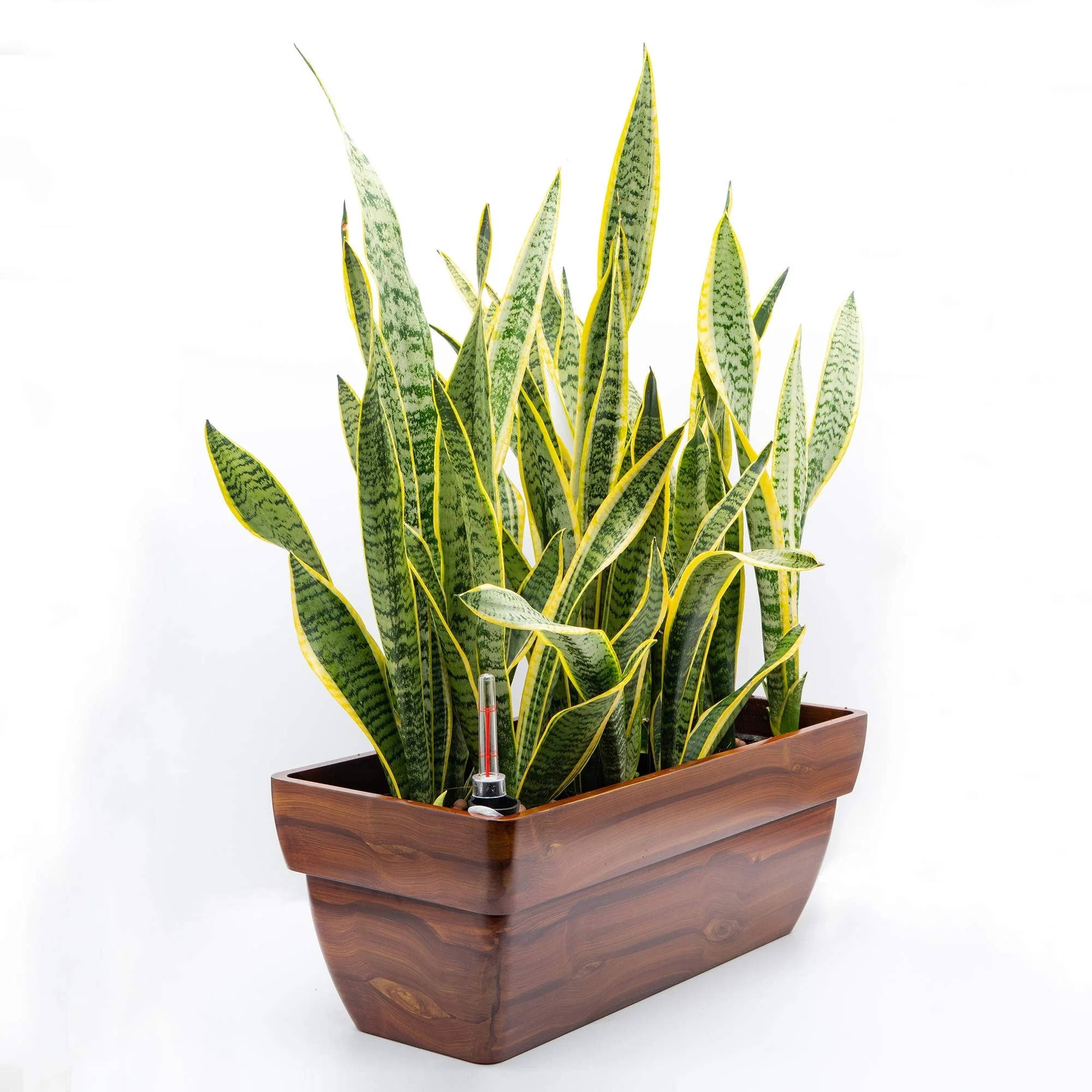 DTY Signature Rectangular Planters