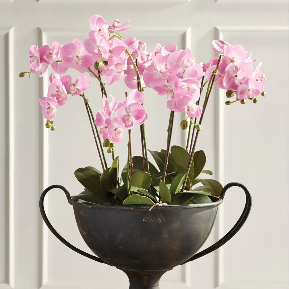 Phalaenopsis Orchid Drop-In 30
