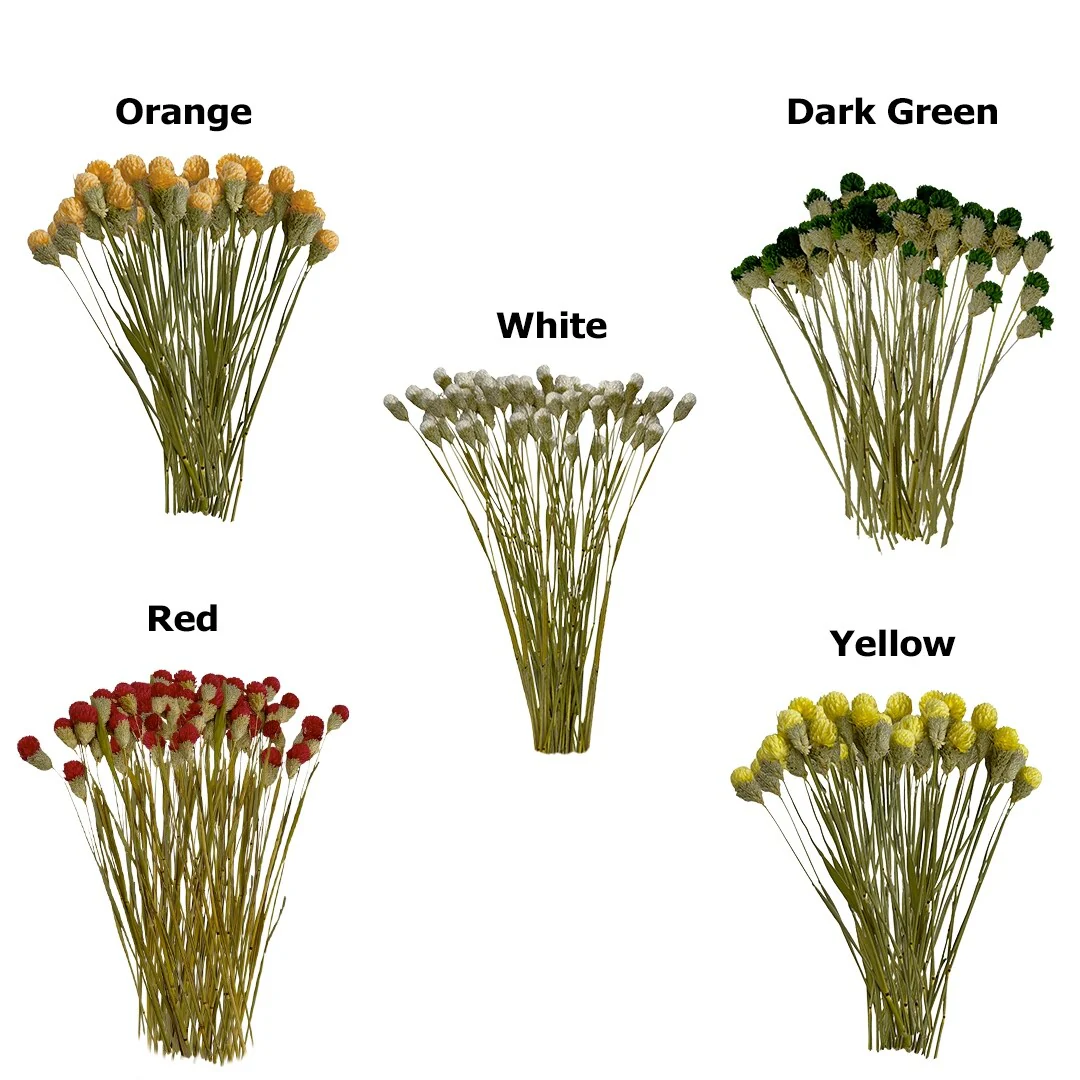 Bundle of 4 Dried Gomphrena Globosa, 22-24