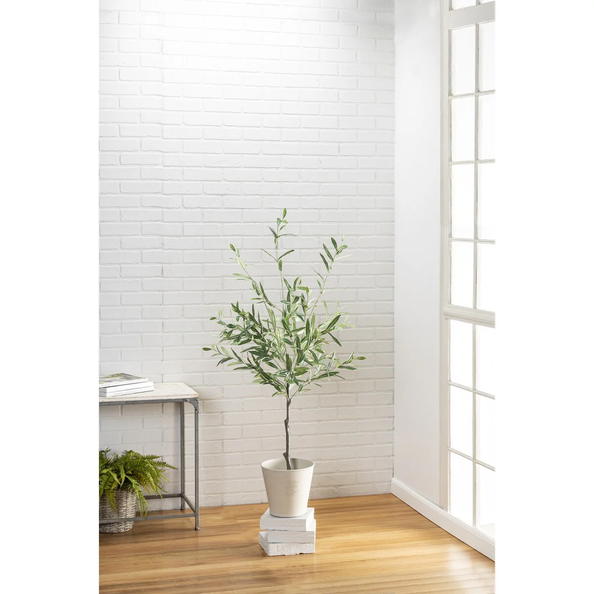 4 Ft High Olive Tree with Plastic Pot