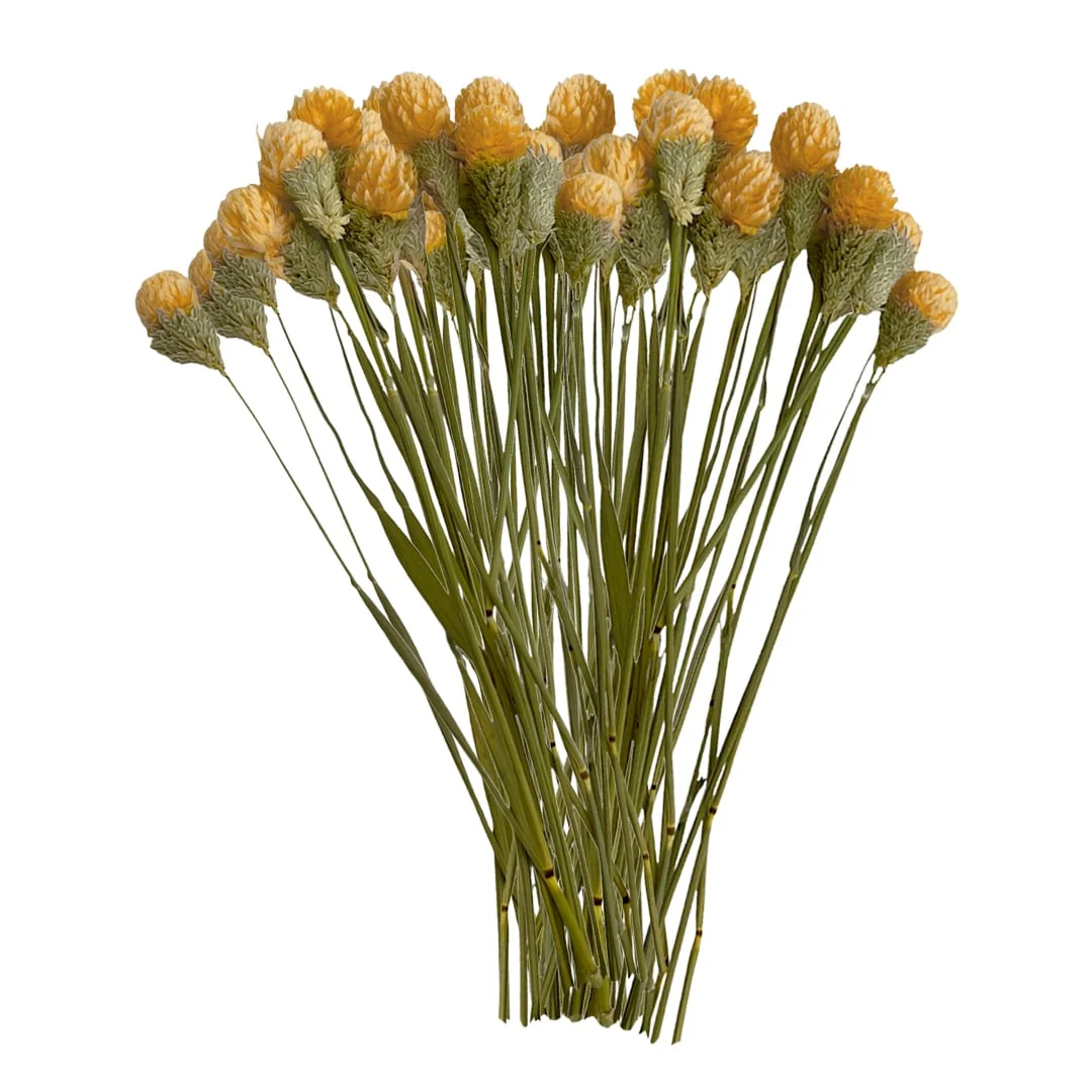 Bundle of 4 Dried Gomphrena Globosa, 22-24