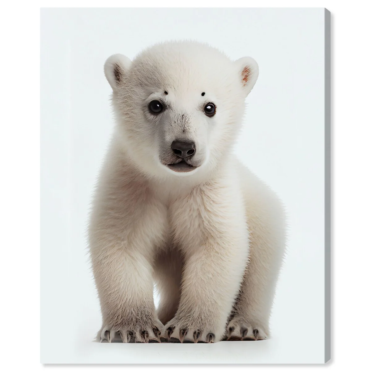 Wynwood Studio Canvas Animals Baby Animal Polar Bear White and Modern & Contemporary Wall Art Canvas Print - White,