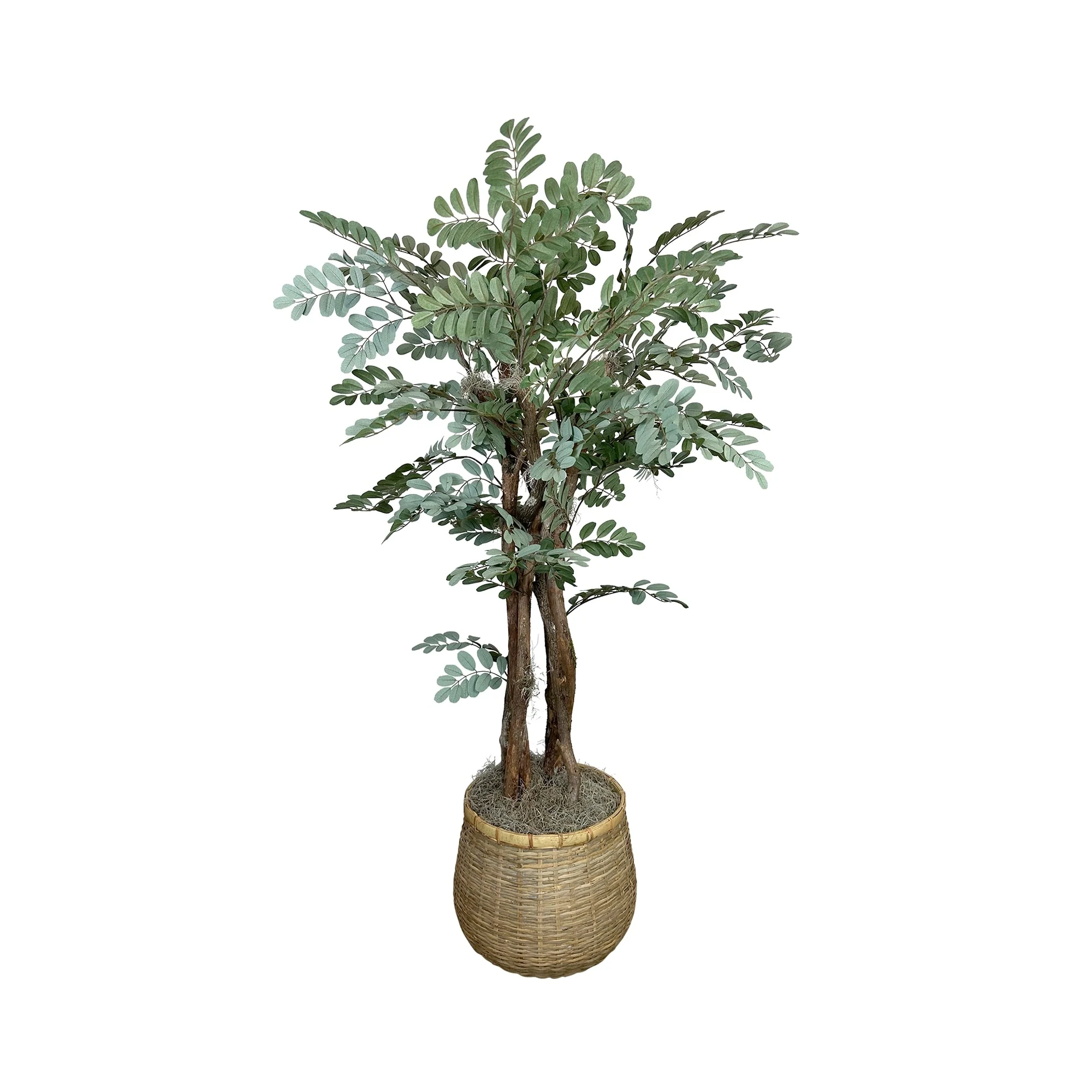 4.5 ft Moringa Oleifera Tree in a Bamboo Planter - Green