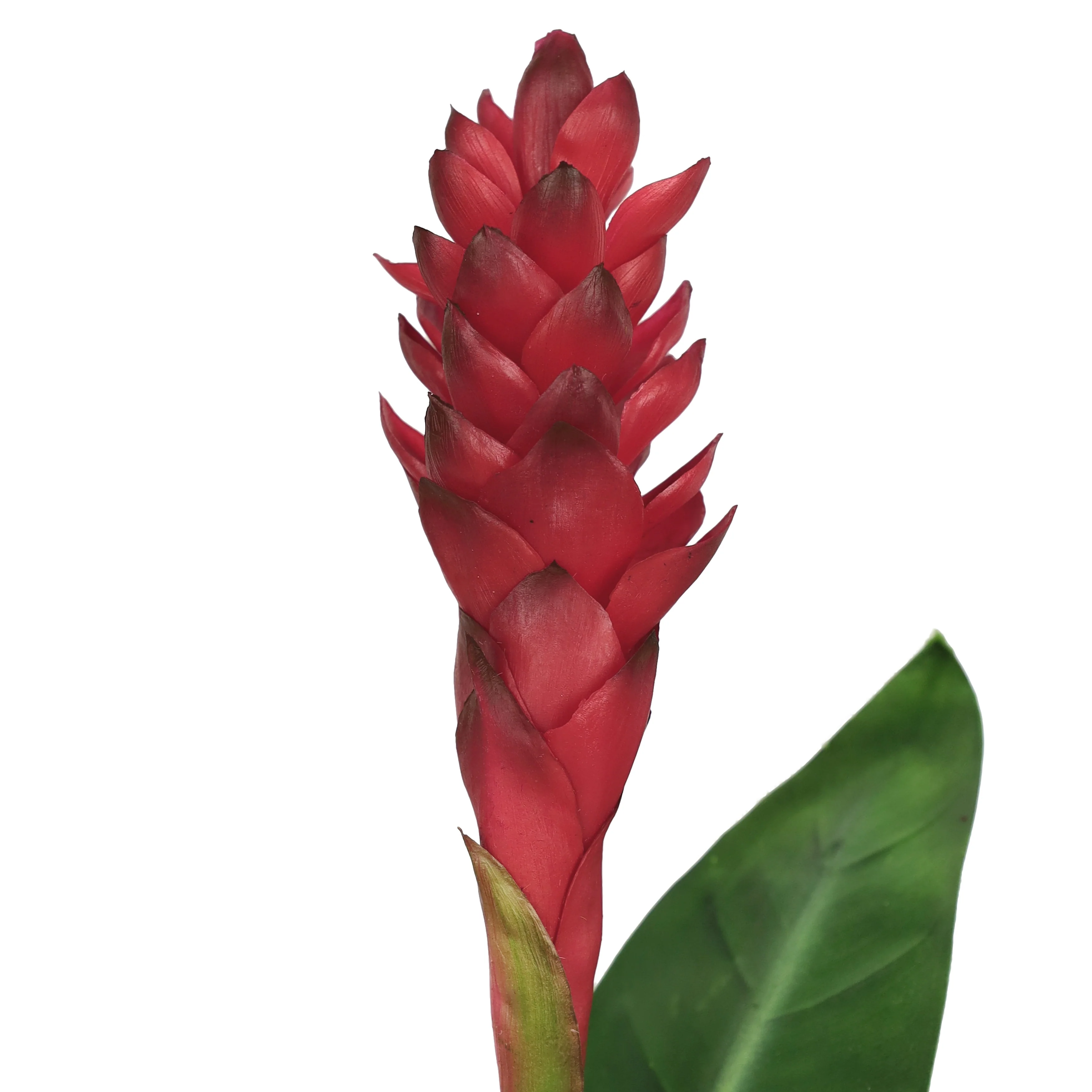 Set of 2 Real Touch Red Artificial Ginger Flower Stem Tropical Spray with Leaf 31in - 31