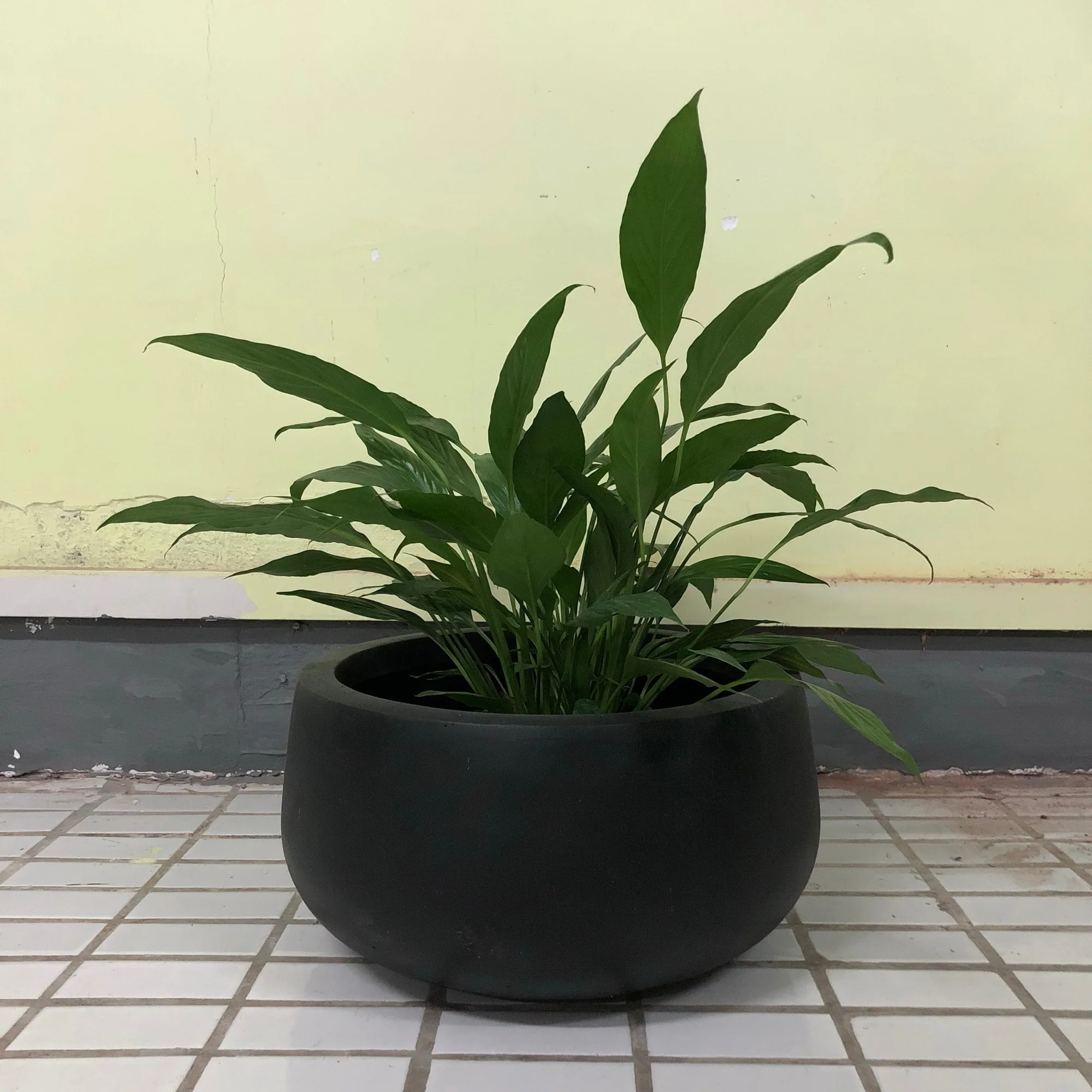 Durx-litecrete Lightweight Concrete Modern Low Bowl Cement Planter-Large - 19.7'x19.7'x9.8'
