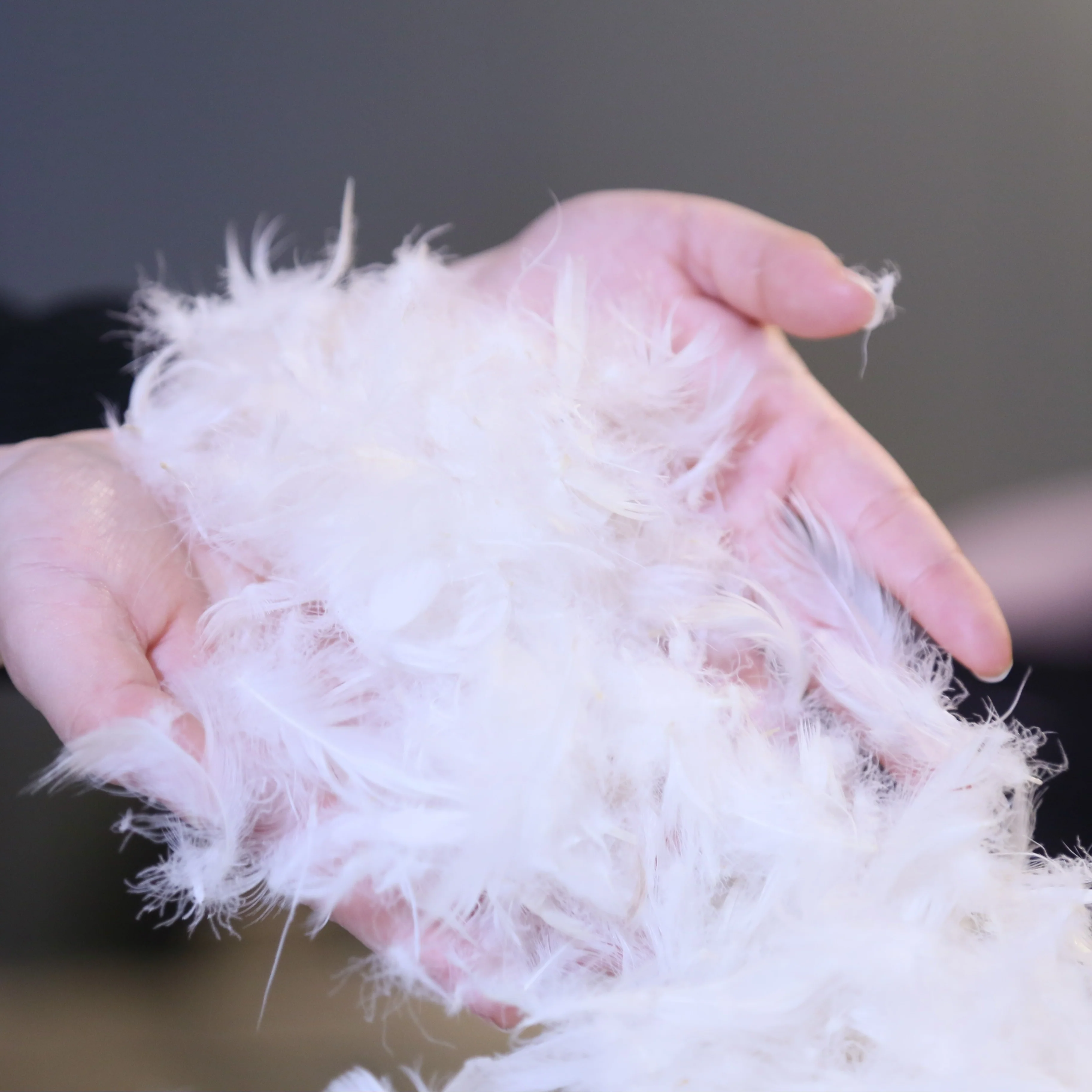 1pc Premium Feather Down Pillow 20x26 Inches, Classic Style Hotel Quality Bedding For Guesthouse B&B Home, Ultra Comfort Cloud-Like Sleep OEKO Standard - Deanwangkt